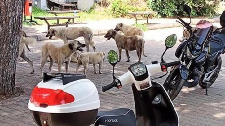 Üniversite kampüsünde başıboş köpek sorunu! Giderek salgınlaşıyorlar