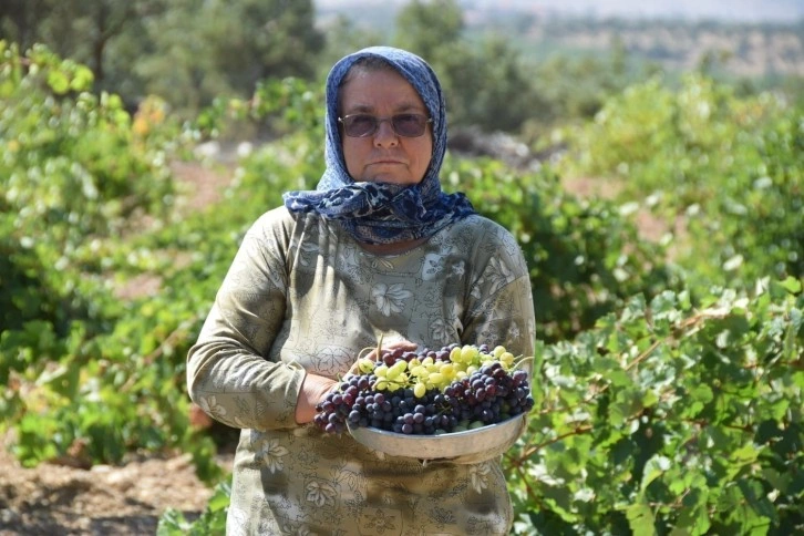 Uşak’ta bağ bozumu başladı