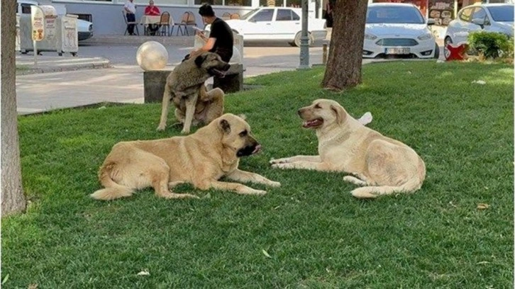 Valilik, sokak köpekleri için belediyelere yazı gönderdi