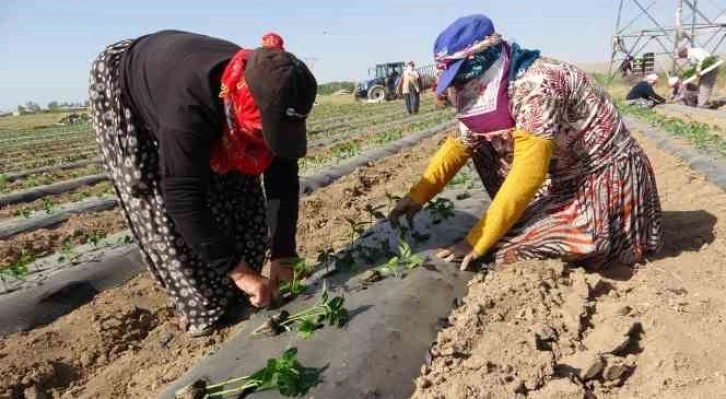 Van’da mevsimlik tarım işçileri bunaltıcı sıcaklara rağmen tarlalarda çalışmayı sürdürüyor