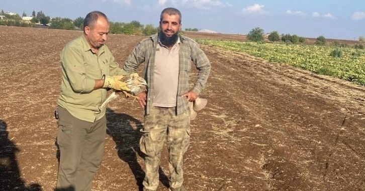 Yaralı şahin tedavi altına alındı