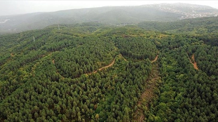 Yaygınlaşan terapi ormanları 