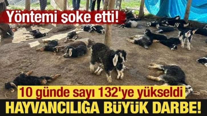 Yöntemi şoke etti: Hayvancılığa büyük darbe! 10 günde sayı 132'ye yükseldi