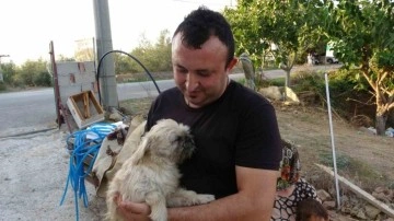 1.5 yaşındaki köpek, anneleri ölen kedilere annelik yapıyor