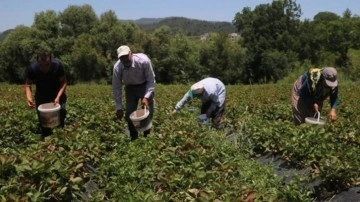 40 derece sıcakta hasat başladı! Litrelerce su tüketiyorlar