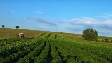 56 bin 500 dekar tarım arazisi suya kavuşuyor. Çömlekköy Barajı için düğmeye basıldı