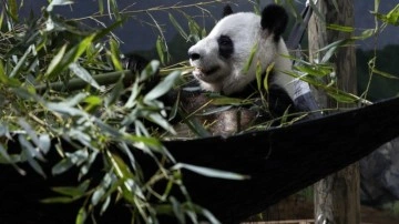 ABD’deki son 4 panda Çin’e geri gönderilecek
