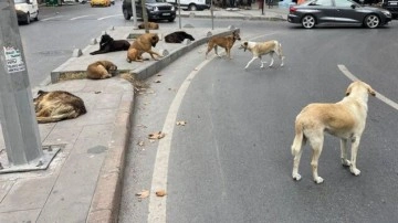 'Aç kalmasınlar' diye tarihi yarımadaya başıboş köpek transferi!