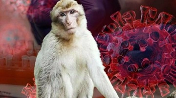 Alarm verildi! Yeni virüs Monkey B endişe yarattı. 1 kişi yaşam mücadelesi veriyor