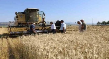 Amasya’da meslek lisesinden 40 ton buğday hasadı