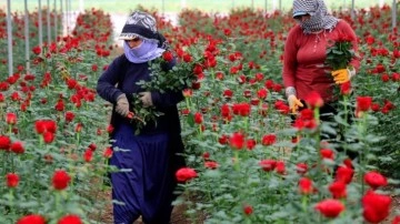 Anneler Günü öncesi gül fiyatları dibi gördü: Tanesi 3 lira