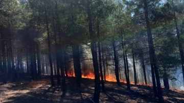 Antalya'da ormanlık alanda yangın