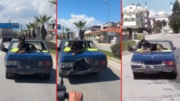 Antalya'da şoke eden görüntü! Hurda otomobilinin üzerindeki köpekle kilometrelerce yol gitti