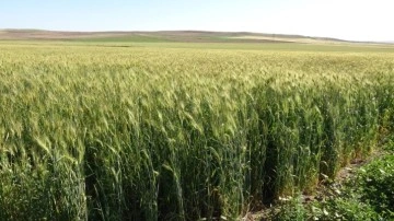 Ata tohumu ile ekim yaptı, boyu insan boyunu geçti dekardan bir tonu geçkin verim bekliyor