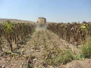 Ayçiçeğinde dekar başına 250 kilogram hasat yapıldı