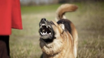 Bakanlık resmen açıkladı! İstanbul, Ankara ve İzmir'de başıboş köpeklerin korkunç sayısı