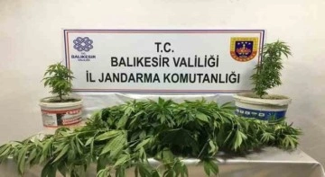 Bandırma’da kenevir operasyonu: 3 kişi yakalandı