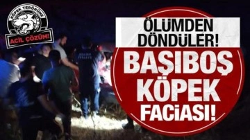 Başıboş köpek faciası: Ölümden döndüler!