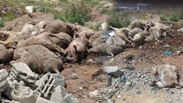 Başıboş köpek sürüleri dehşet saçtı! Korkunç manzara!