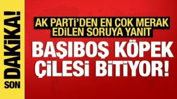 Başıboş köpek tasarısı ne zaman Meclis'te olacak? AK Parti'den açıklama!