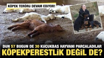 Başıboş köpek terörü devam ediyor! Dün 57 bugün de 30 küçükbaş hayvan telef oldu