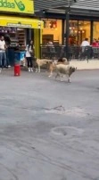 Başıboş sokak köpekleri, küçük çocuğu olan bir kadının etrafını çevirdi