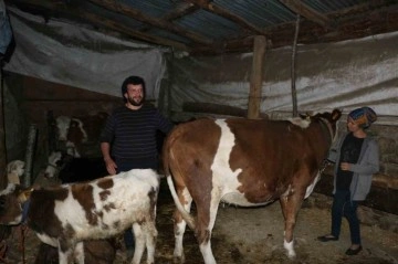 Başkası üzerine görünen inekler için soruşturma başlatıldı