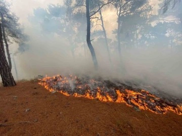 Bayramiç’te yıldırım düşmesi sonucu örtü yangını çıktı