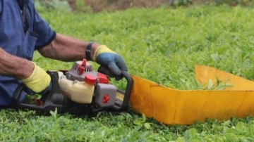 Benzinli çay toplama makinesi ile çay toplamak bu yıl da yasak