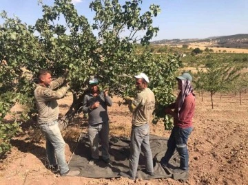 Besni’de Antep Fıstığı hasadı başladı