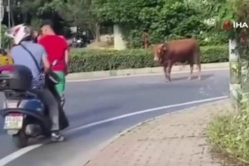 Beykoz’da sahibinin elinden kaçan kurbanlık dana ortalığı birbirine kattı