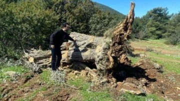 Bodrum'da kesilen 30 zeytin ağacı için 30 bin lira ceza