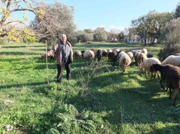 Burhaniye’de yağışlar çobanları sevindirdi