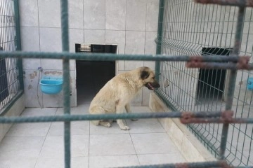 Bursa'da köpeğin saldırdığı çocuk yaralandı