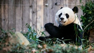 Çin, Avustralya'ya bir çift dev panda gönderme sözü