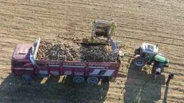 Dengesiz yağışlar, şeker pancarındaki verimi de düşürdü