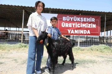 Denizli’de 489 üreticiye 978 adet damızlık koç ve teke hibe edildi