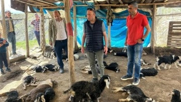 Diyarbakır’da başıboş köpek terörü! 45 oğlak telef oldu