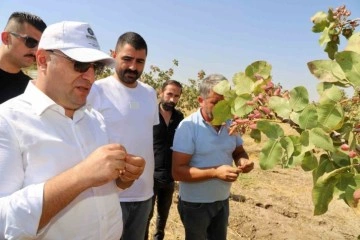 Diyarbakır’da fıstık hasadına başlandı