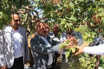 Dolunun vurduğu fıstık bahçelerinde hasat başladı