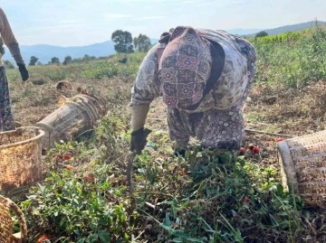 Domates üreticisi düşük fiyatlar nedeniyle dertli