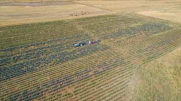 Dünyayı gezdi, birçok işte çalıştı, parayı Diyarbakır'da buldu: Anında satıyor!