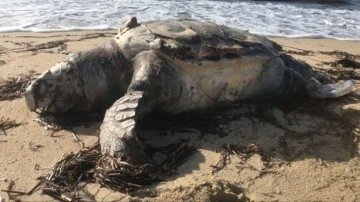 Edirne’de ölü caretta caretta karaya vurdu