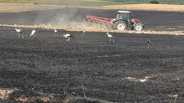 Edirne'de yangın faciası! 38 ton buğday kül oldu