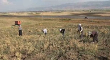 Elle nohut biçen kadınlar aile ekonomisine katkı sağlıyor