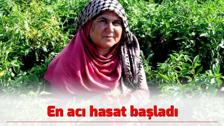 En acı hasat başladı