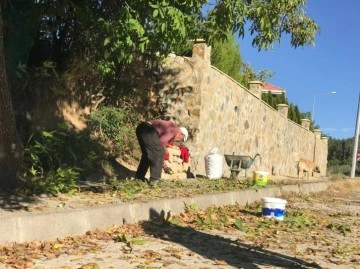 Erzincan’da köylülerin zorlu ceviz hasadı başladı