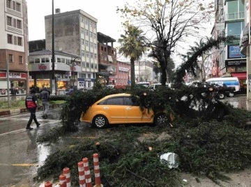 Fırtınanın devirdiği ağaç taksilere zarar verdi