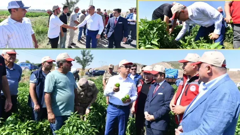 Gaziantep Valisi biber topladı