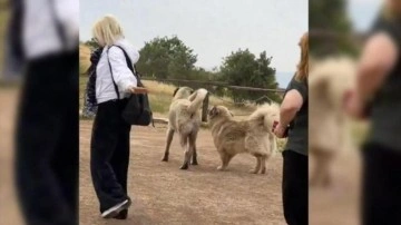 Göbeklitepe ve Balıklıgöl’deki başıboş köpekler toplatıldı